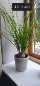 indoor plants