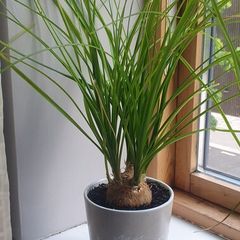 indoor plants