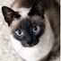 KindCat7