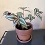 Trdescantia plant Image 2