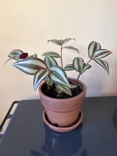 Trdescantia plant