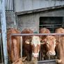 Cattle Image 2