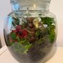 Groot Living Closed Terrarium Image 3