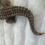 Schleich Alligator Crocodile Moveable Jaw D-73527 Used Please see photos Image 6