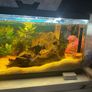 fish tank Image 2