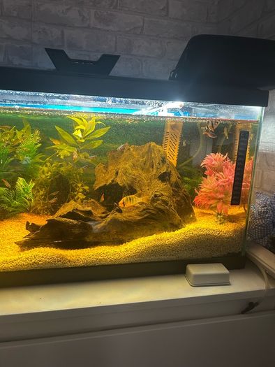 fish tank