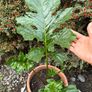 Plant Image 3