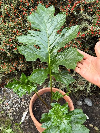 Plant