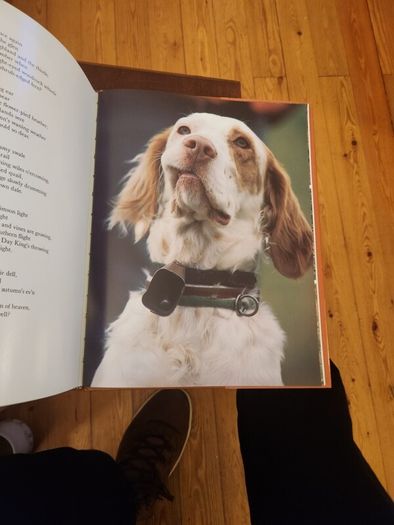 Just Dogs. A Literary & Photographic Tribute To The Great Hunting Breeds. First Edition Large Volume Hardback With Dustjacket In Very Good Condition. 36.