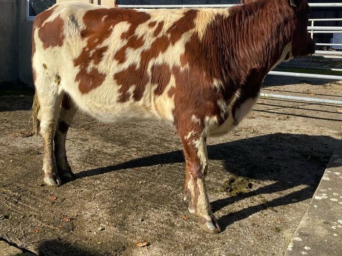 Coloured Shorthorn First Calver