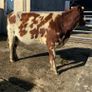 Coloured Shorthorn First Calver Image 3
