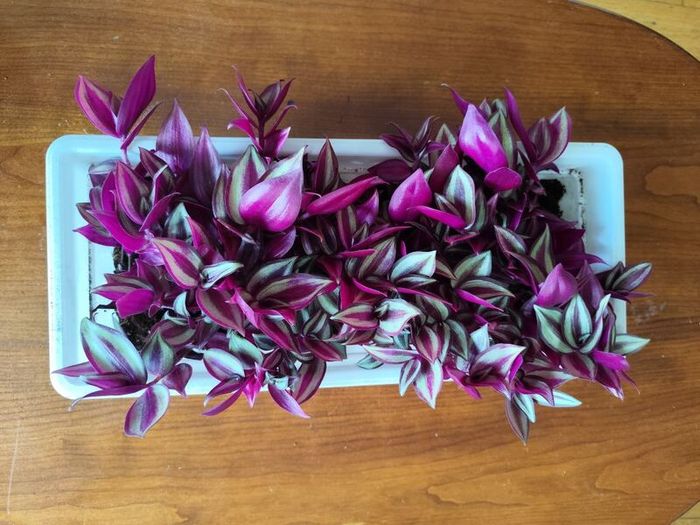 Large Tradescantia