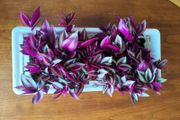 Large Tradescantia