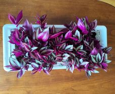Large Tradescantia