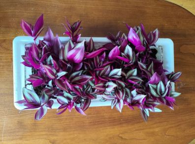 Large Tradescantia