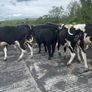 Pedigree Angus Bull Choice of two Image 7