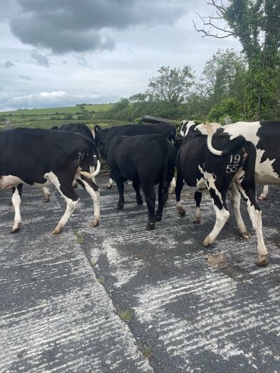 Pedigree Angus Bull Choice of two