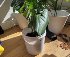 plant