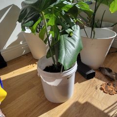 plant