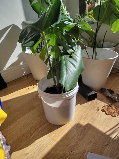 plant