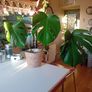 70cm monstera in wicker pot Image 2