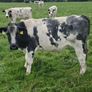 B.B  Heifers Edenderry Mart 19th September Image 9