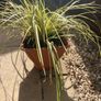 Evergreen plant Image 6
