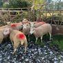 Hogget ewes Image 4
