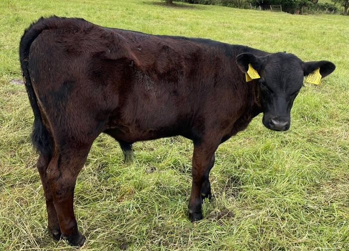 10 smashing AA bull weanlings
