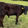 10 smashing AA bull weanlings Image 3