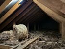 attic clean out , retrofit insulation Image 2
