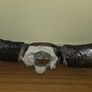 African Water Buffalo Horns Image 9