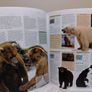 Animal: The Definitive Visual Guide encyclopedia reference books Image 9
