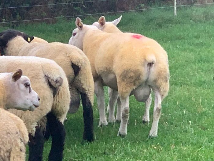 Pedigree Registered Suffolk & Texel Rams