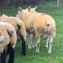 Pedigree Registered Suffolk & Texel Rams Image 6