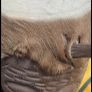 African tribal drum Image 2