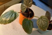Rare begonias U508