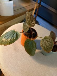 Rare begonias U508