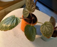 Rare begonias U508