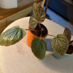 Rare begonias U508