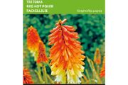 (T) Kniphofia Royal Castle Hybrids Seeds Torch Lily seeds 0.75g