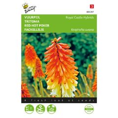 (T) Kniphofia Royal Castle Hybrids Seeds Torch Lily seeds 0.75g