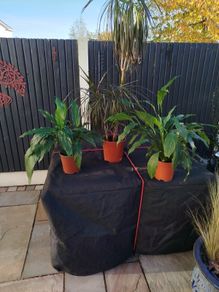 house plants