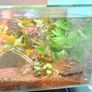 Fluval 23L fish tank Image 8