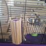 Famster, Guinea pig, Rat cage plus accesories Image 2