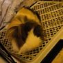 small pets Image 2