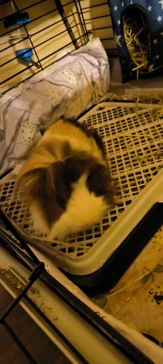 small pets