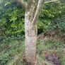 Mature Trees Image 3