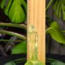 Vintage Uranium Glass Flower Frog and Bowl Set Art Deco Figural Lady Image 3