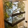 Baby Female Yemen Chameleon 3 Months Old Image 8